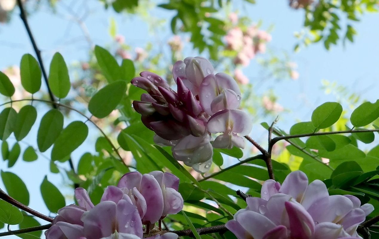 Image of genus Robinia specimen.