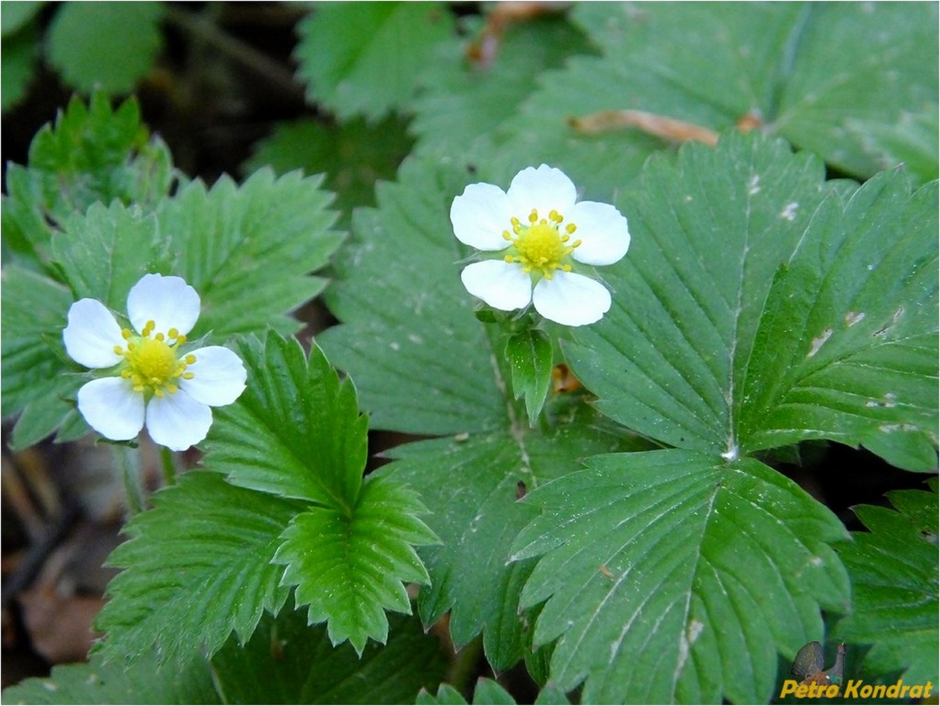 Image of Fragaria vesca specimen.