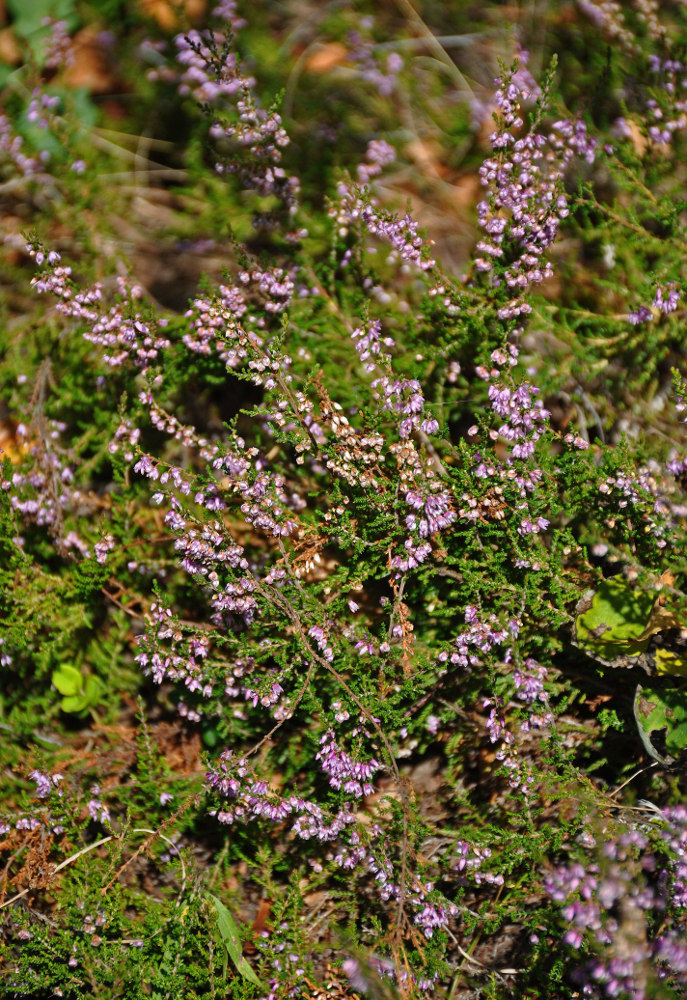 Image of Calluna vulgaris specimen.