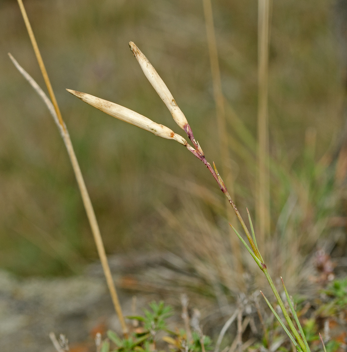 Image of Dianthus acicularis specimen.