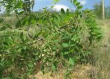 Robinia pseudoacacia. Верхушка ветви с распускающимися соцветиями. Дагестан, Кумторкалинский р-н, окр. бархана Сарыкум. 06.05.2018.