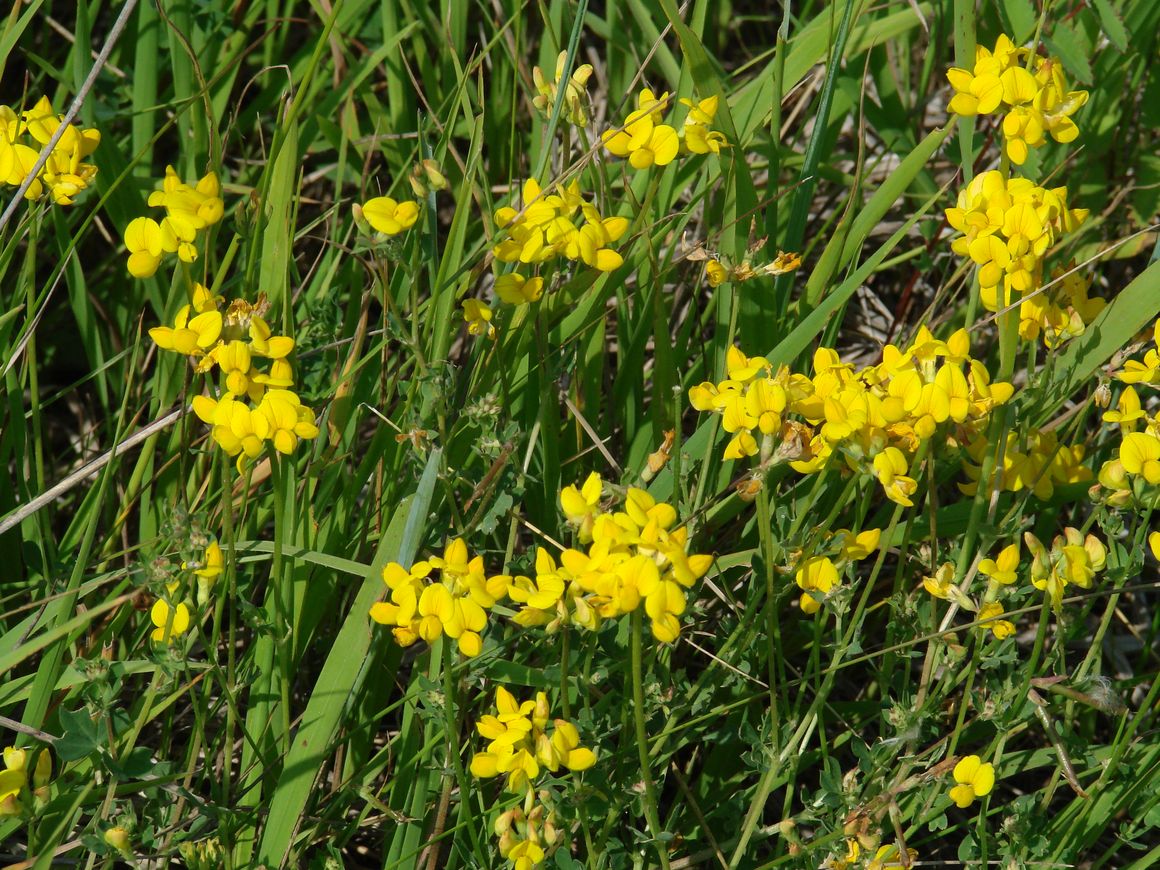 Image of Lotus corniculatus specimen.