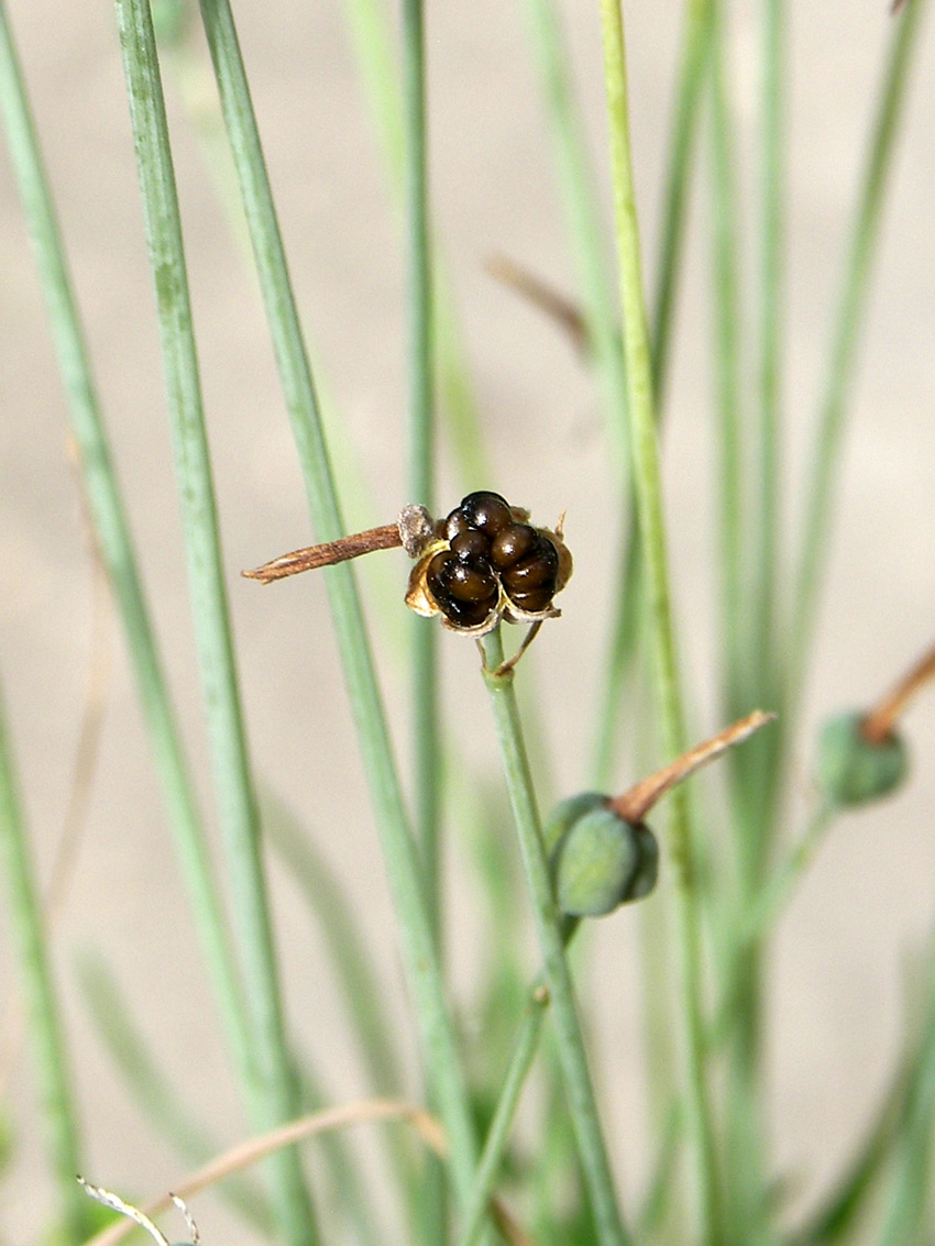 Image of Acis autumnalis specimen.