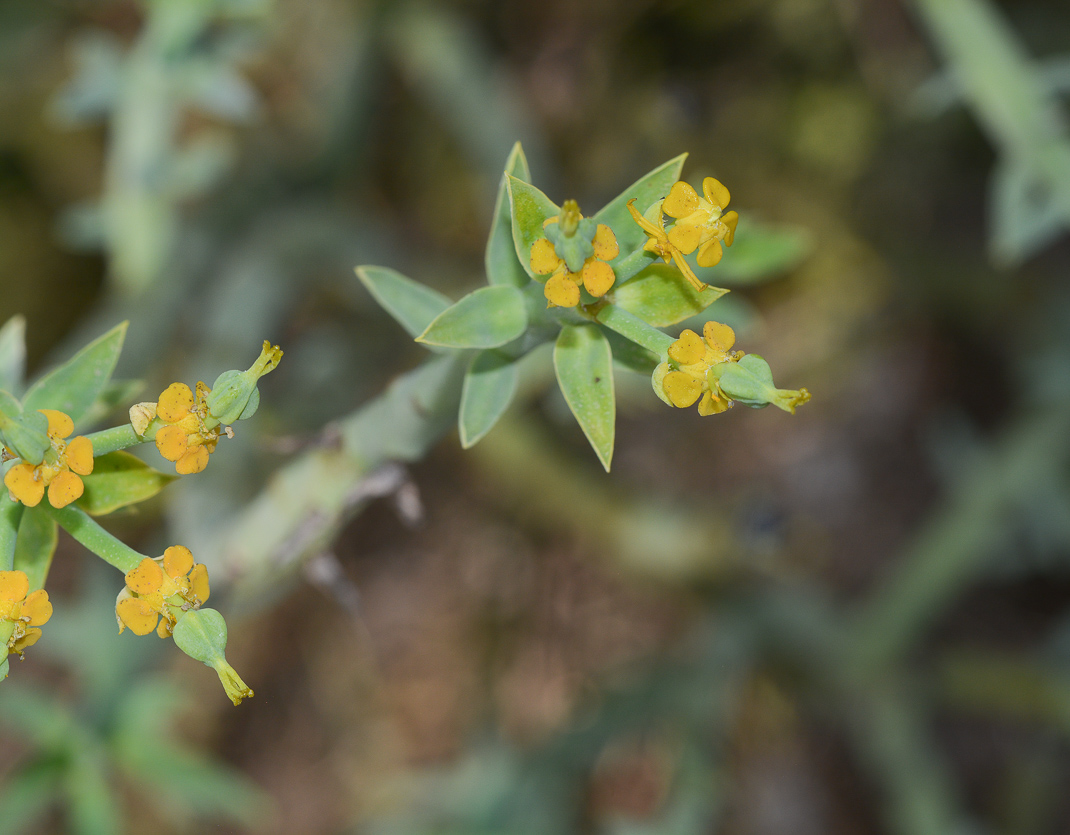 Image of Euphorbia mauritanica specimen.