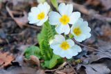 Primula vulgaris