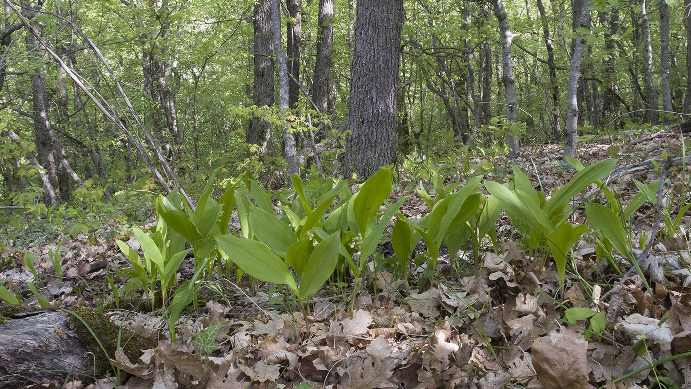 Изображение особи Convallaria majalis.