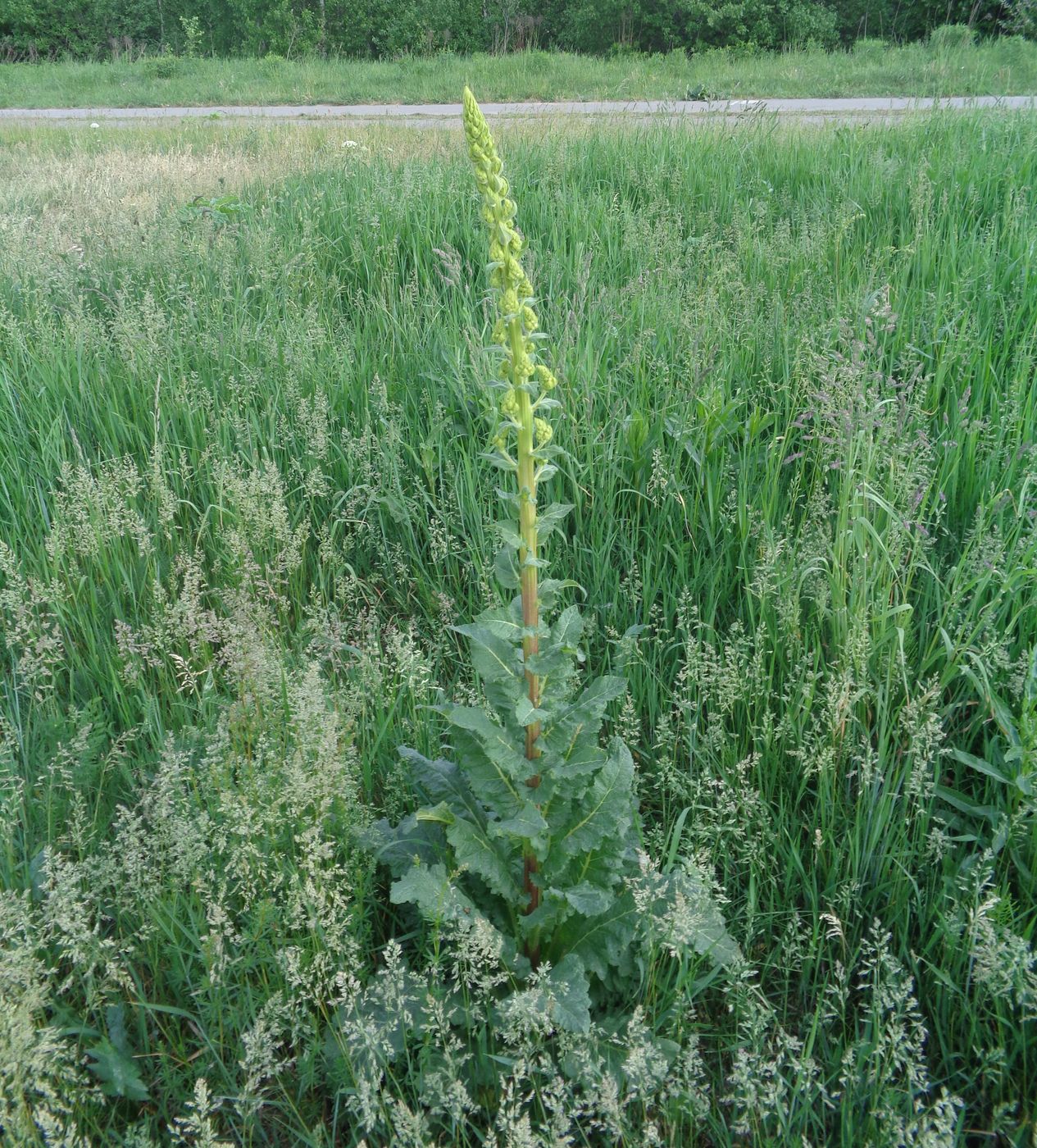 Image of Verbascum lychnitis specimen.