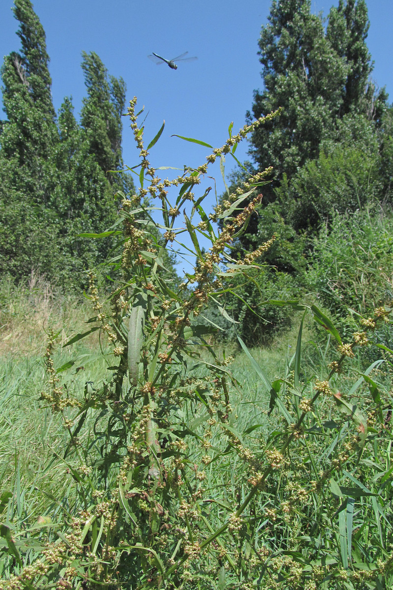 Image of Rumex maritimus specimen.