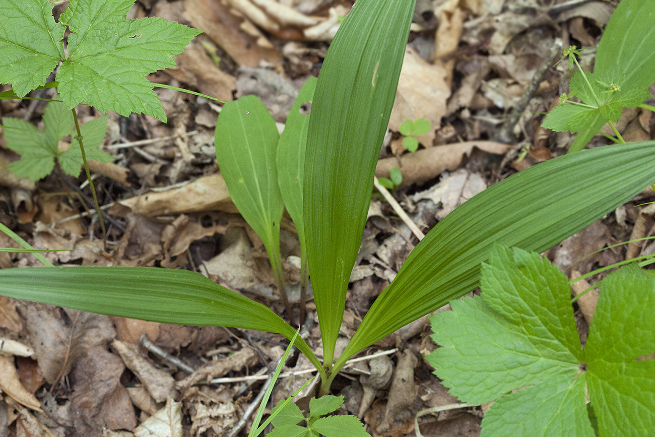 Image of Veratrum maackii specimen.