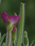 Epilobium villosum