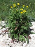 Picris hieracioides. Цветущее растение. Крым, окр. Севастополя. 24 июля 2010 г.