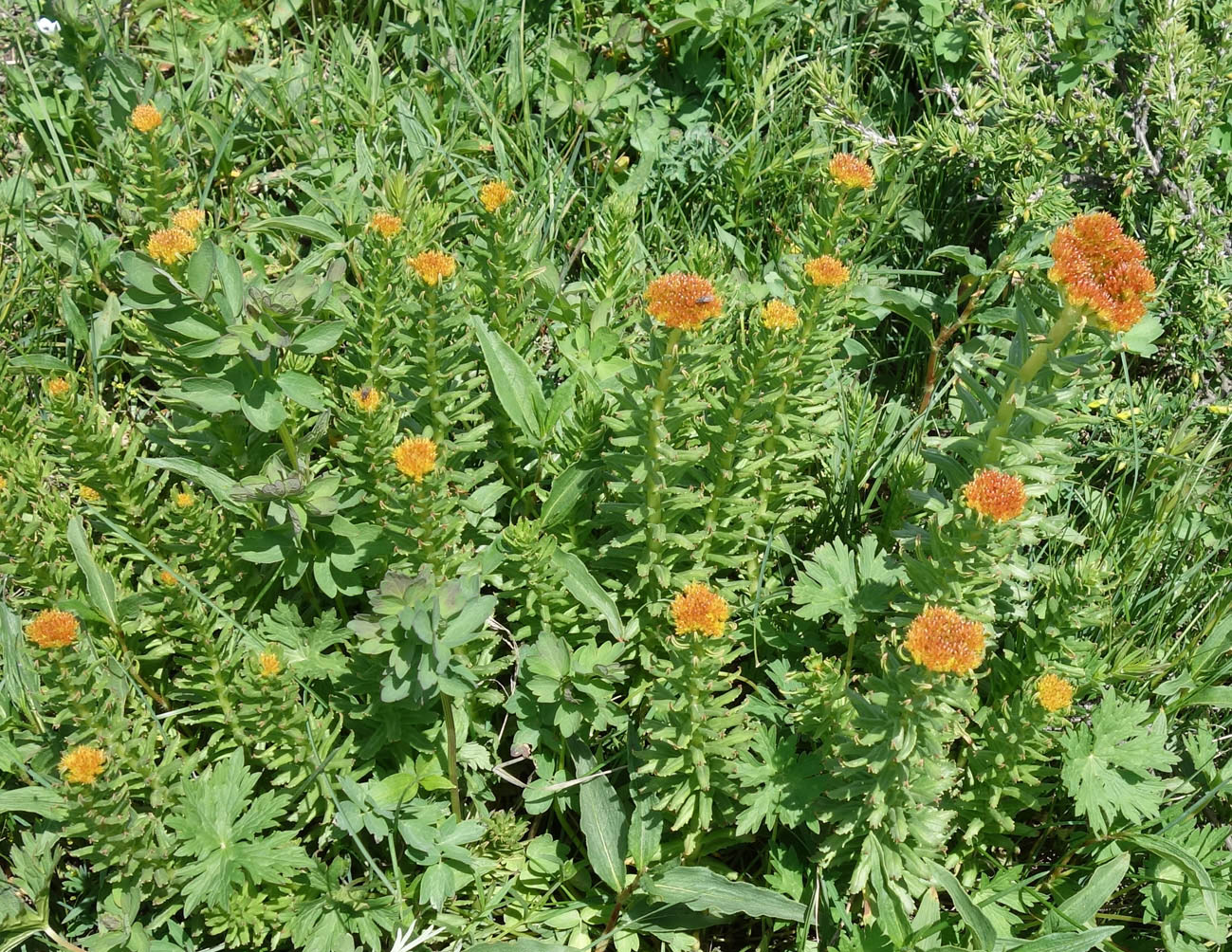 Image of Rhodiola litwinowii specimen.