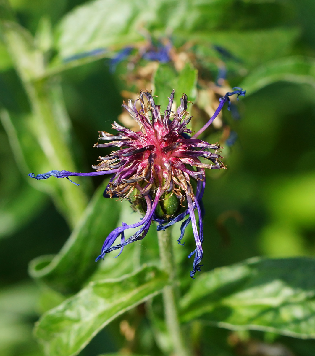 Image of Centaurea montana specimen.