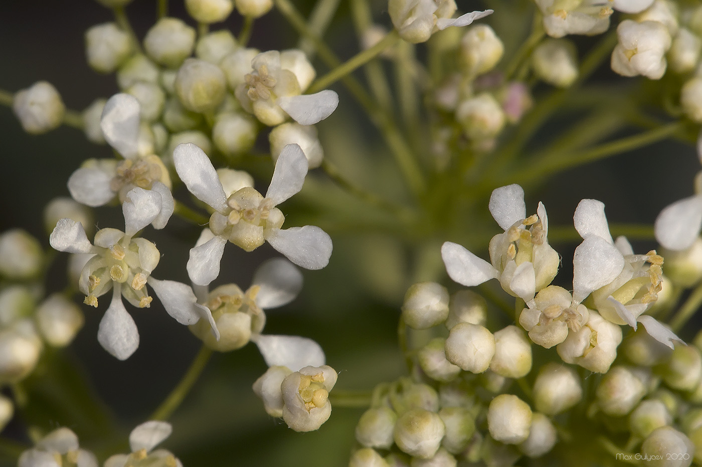 Image of Cardaria draba specimen.