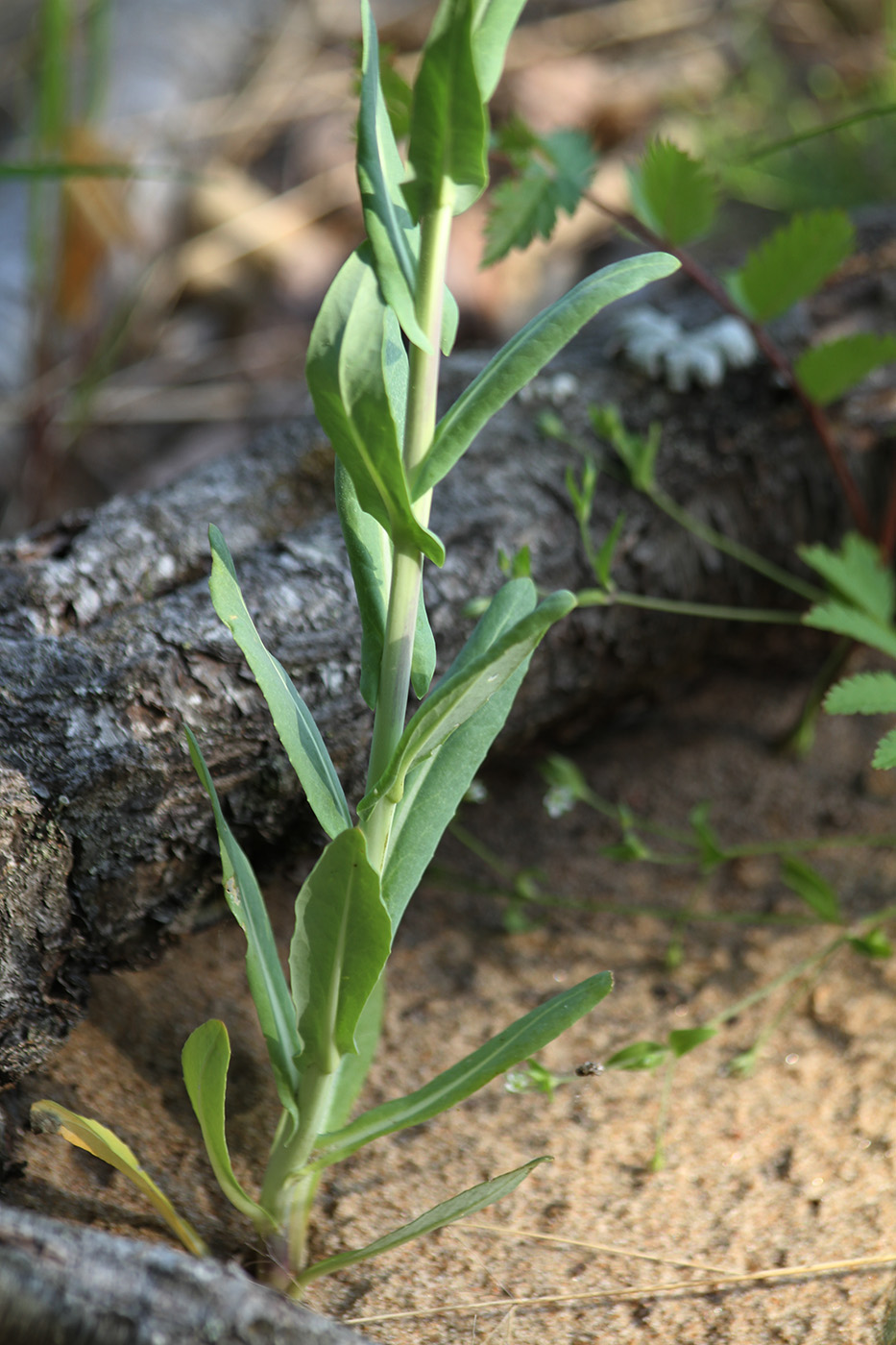 Image of Isatis tinctoria specimen.