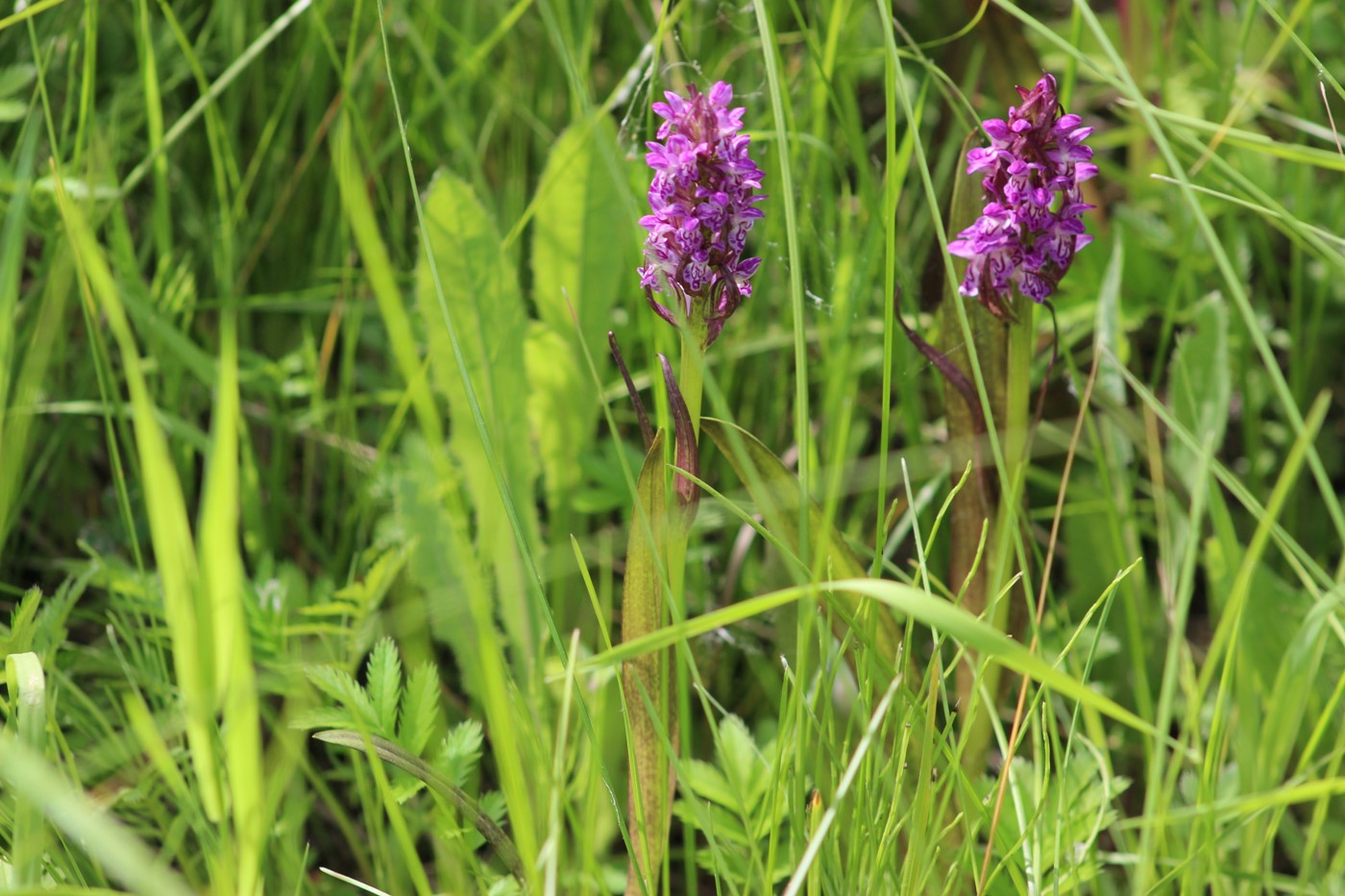 Image of Dactylorhiza incarnata specimen.