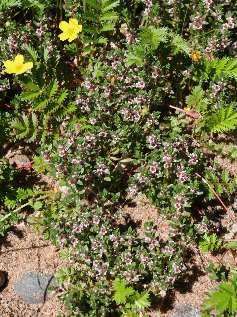 Image of Glaux maritima specimen.