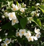 Philadelphus pubescens. Верхушки побегов с соцветиями. Тверская обл., г. Тверь, Заволжский р-н, возле частного дома. 23 июня 2020 г.