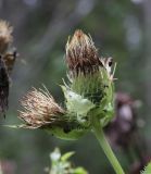 Cirsium oleraceum. Верхушка отцветшего растения. Костромская обл., Кологривский р-н, урочище Княжая Пустынь, смешанный лес. 29 августа 2020 г.