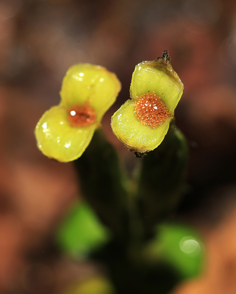 Изображение особи Gentiana zollingeri.