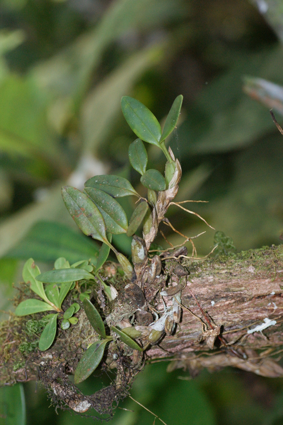 Image of familia Orchidaceae specimen.