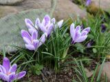 Crocus vernus. Куртинка цветущих растений (культивар). Краснодарский край, г. Усть-Лабинск, на приусадебном участке. 04.04.2021.