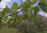 Populus nigra. Часть ветви. Испания, автономное сообщество Каталония, провинция Жирона, комарка Баш Эмпорда, муниципалитет Калонже, лужайка на приречной террасе. 18.04.2021.