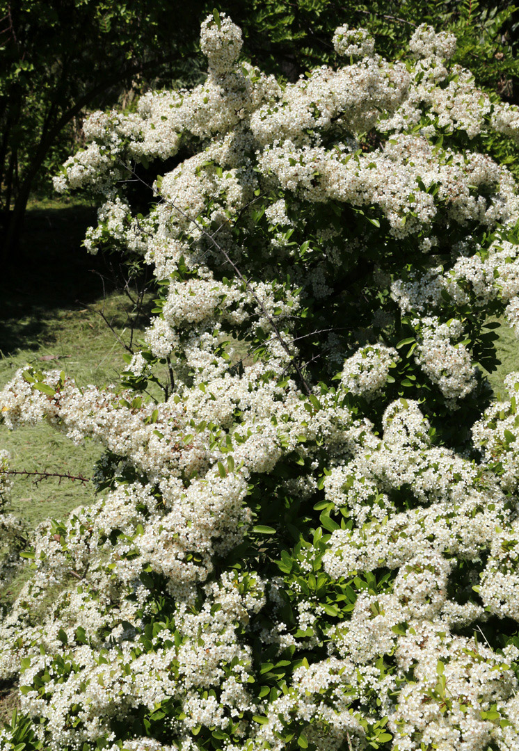 Image of genus Pyracantha specimen.