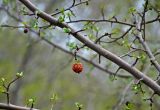 genus Malus. Часть ветви с прошлогодним плодом. Самарская обл., Ставропольский р-н, окр. с. Ширяево, гора Попова, заросли кустарников на склоне. 02.05.2021.