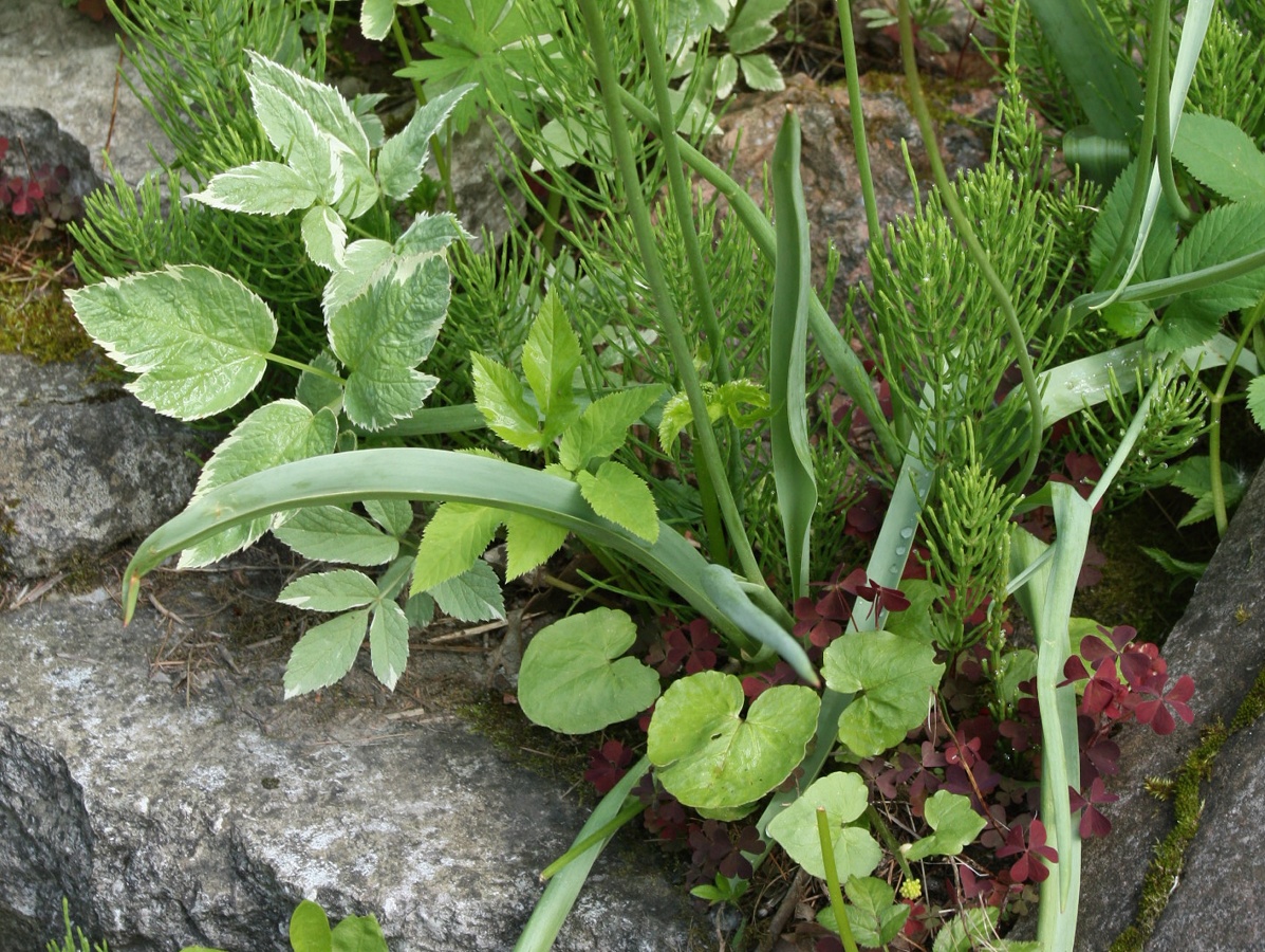 Image of Tulipa sylvestris specimen.