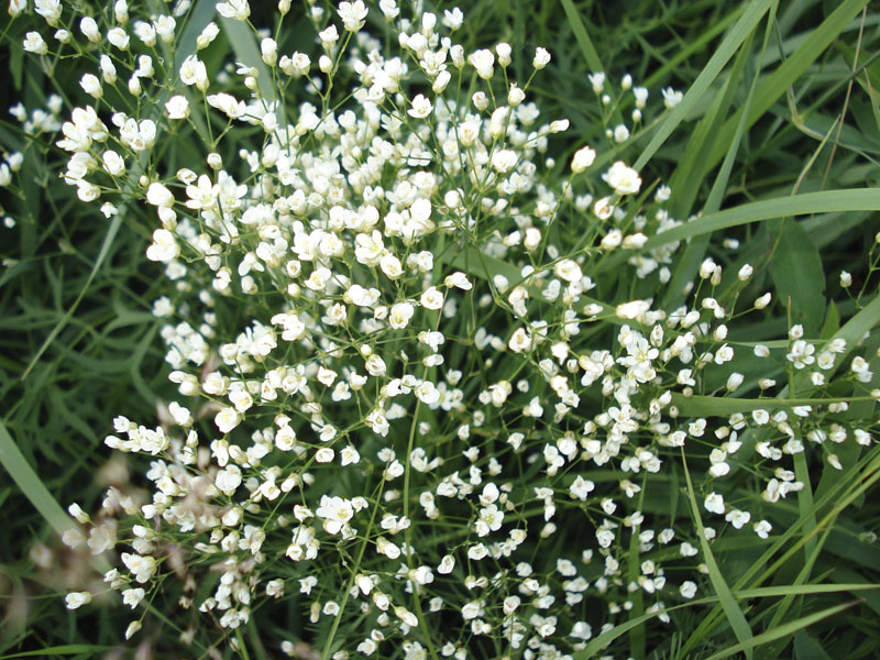 Image of Eremogone longifolia specimen.