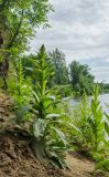 Verbascum thapsus. Бутонизирующие растения. Свердловская обл., Красноуфимский округ, Усть-Машский сельский совет, окр. дер. Русский Усть-Маш, обрывистый берег р. Уфа. 13 июня 2021 г.