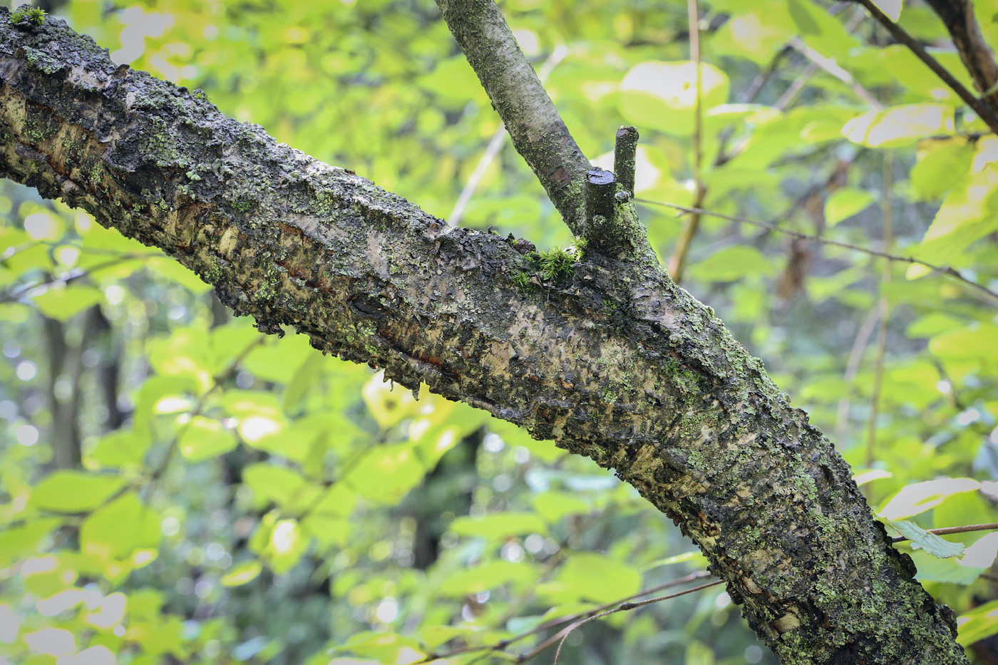 Image of Betula ovalifolia specimen.