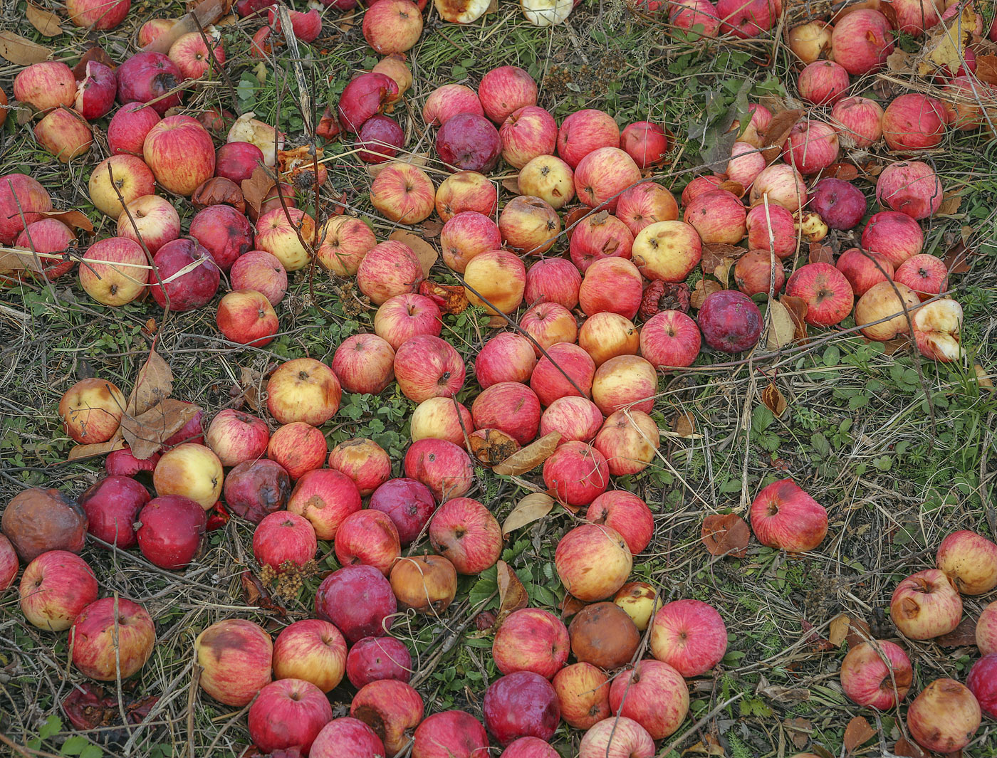 Image of Malus domestica specimen.