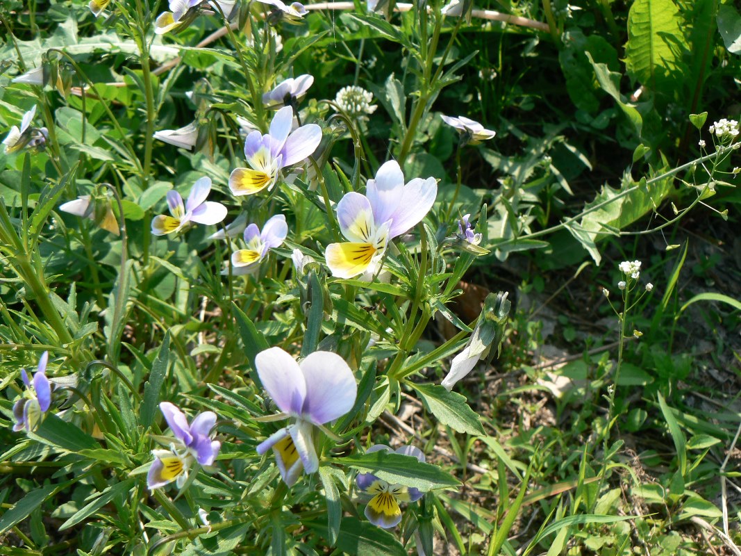 Изображение особи Viola tricolor.