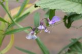 Lathyrus palustris. Цветки. Карелия, Олонецкий нац. р-н, окр. дер. Тулокса, берег р. Тулокса близ устья, край дернины. 12.09.2021.