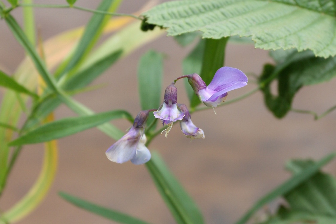 Изображение особи Lathyrus palustris.