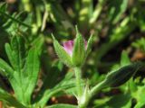 Geranium dissectum