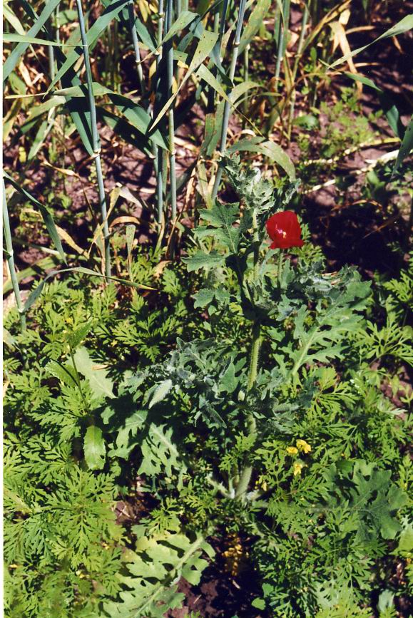 Изображение особи Glaucium corniculatum.