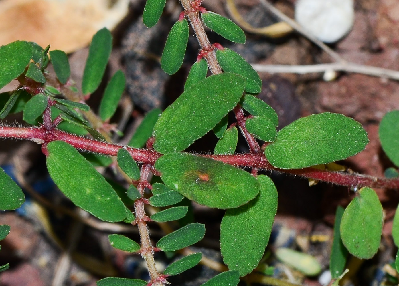 Изображение особи Euphorbia forskaolii.