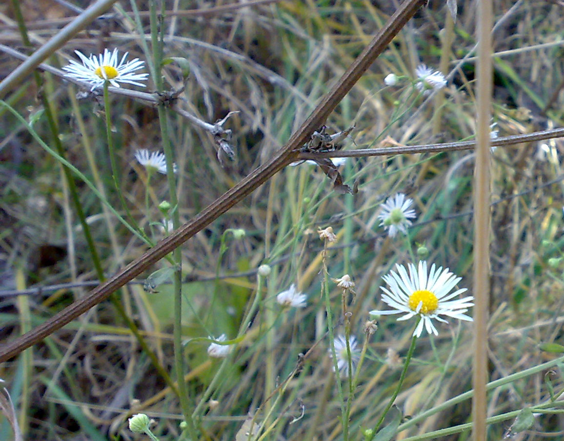 Image of Erigeron annuus specimen.