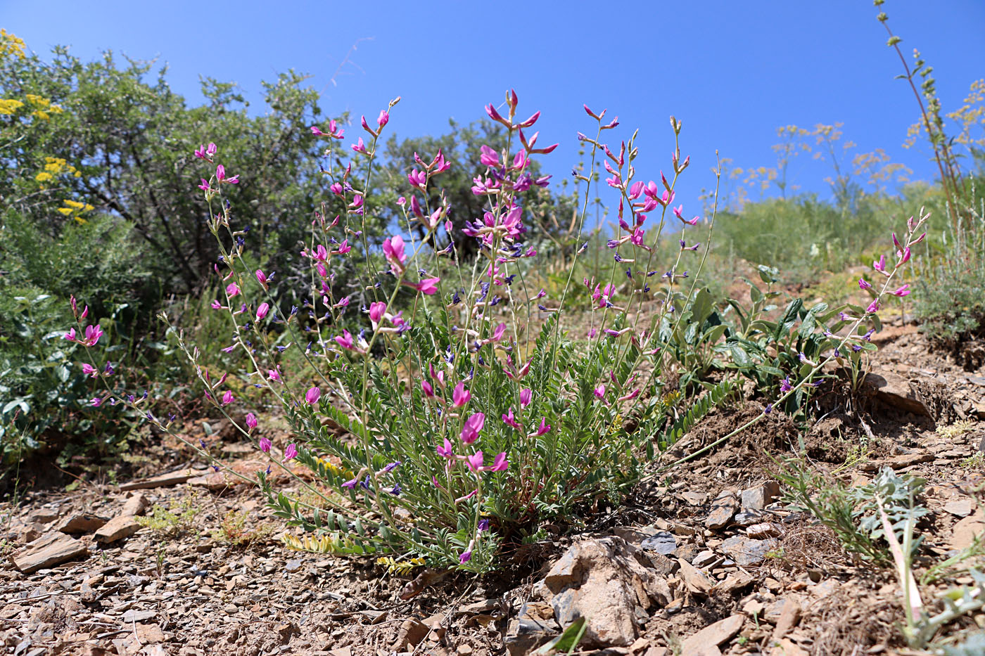 Изображение особи Oxytropis pseudorosea.