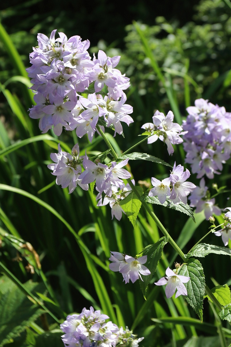 Image of Gadellia lactiflora specimen.