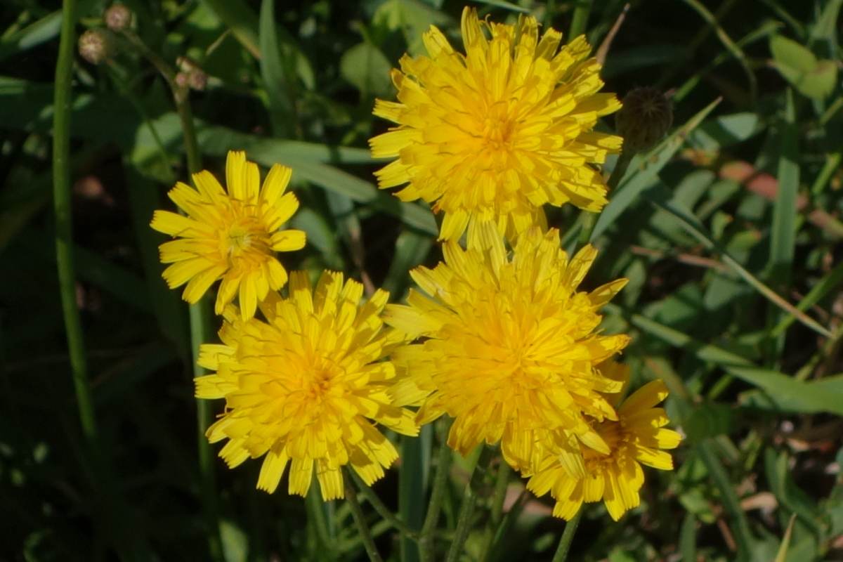 Image of Scorzoneroides autumnalis specimen.