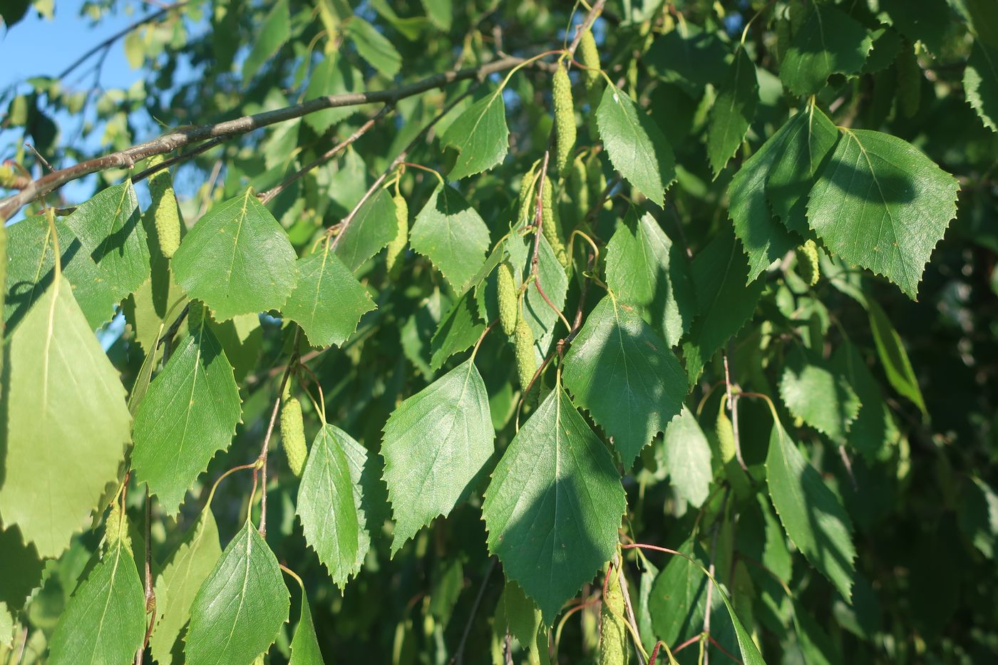 Image of Betula pendula specimen.