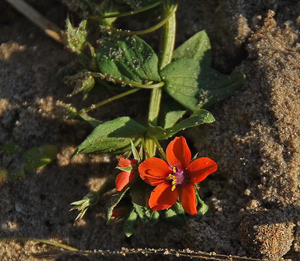 Изображение особи Anagallis arvensis.