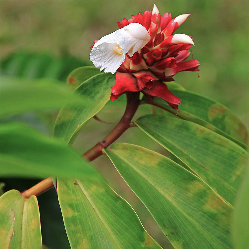 Изображение особи Hellenia speciosa.