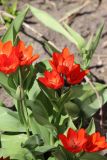 Tulipa praestans