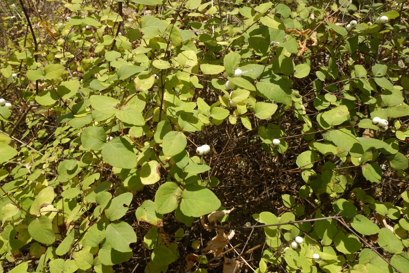 Image of Symphoricarpos albus var. laevigatus specimen.