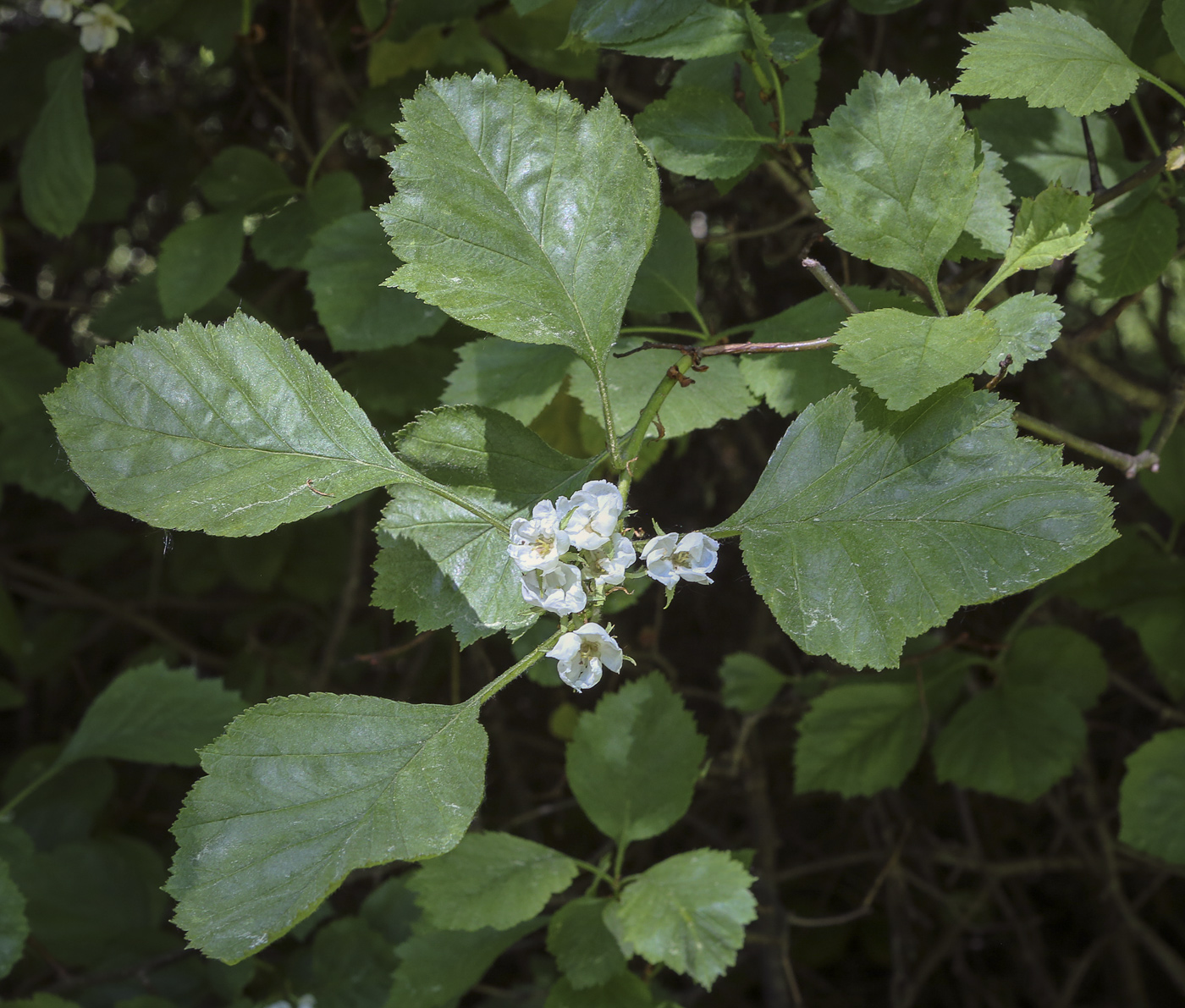 Image of genus Crataegus specimen.